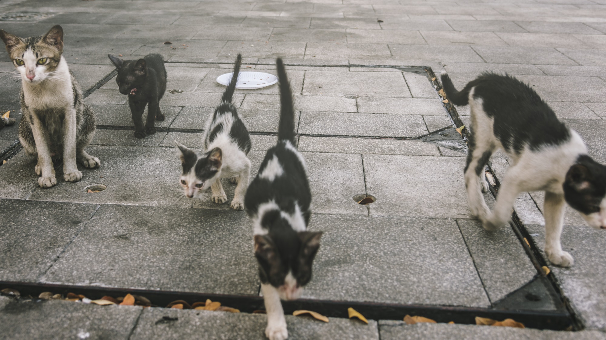 group-of-cute-street-cats-and-kittens